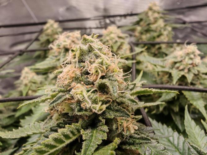 Critical Photoperiod - First Grow!. Week 14