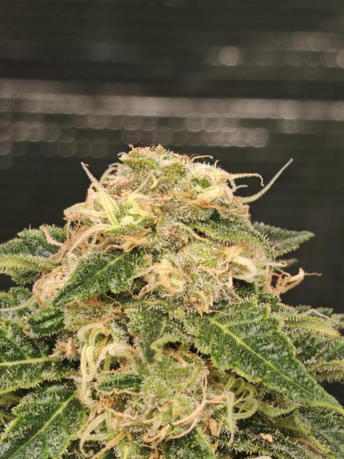 Critical Photoperiod - First Grow!. Week 14