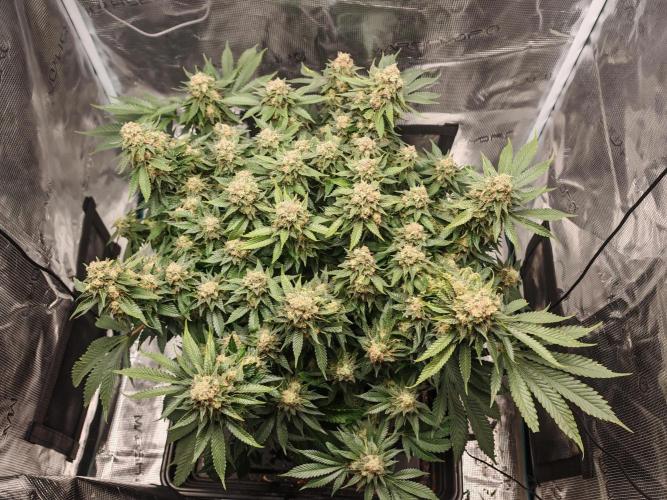 Critical Photoperiod - First Grow!. Week 15