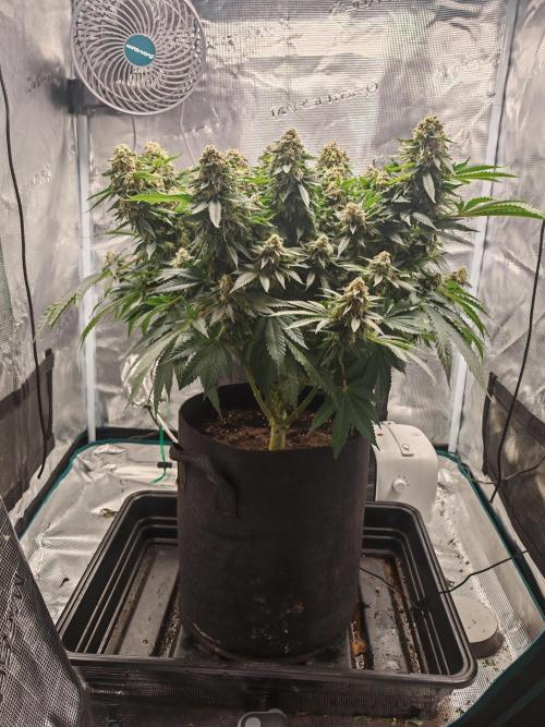 Critical Photoperiod - First Grow!. Week 15