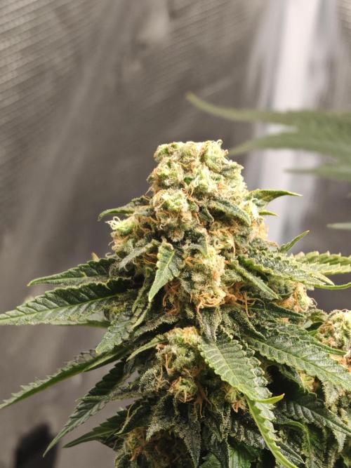 Critical Photoperiod - First Grow!. Week 15