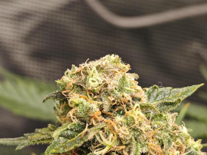 Critical Photoperiod - First Grow!. Week 15