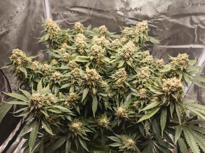 Critical Photoperiod - First Grow!. Week 15