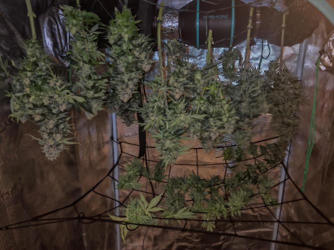 Critical Photoperiod - First Grow!. Week 15