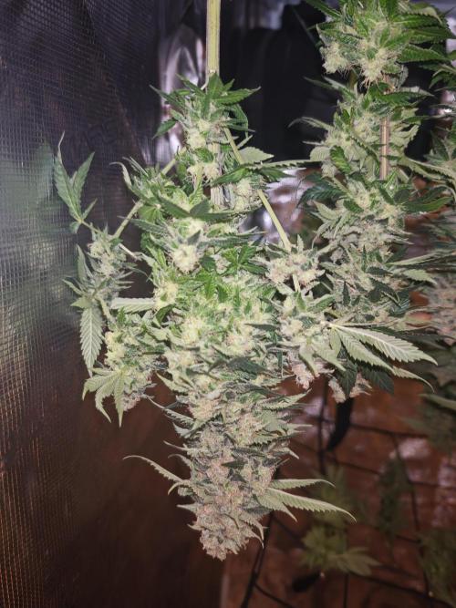 Critical Photoperiod - First Grow!. Week 15
