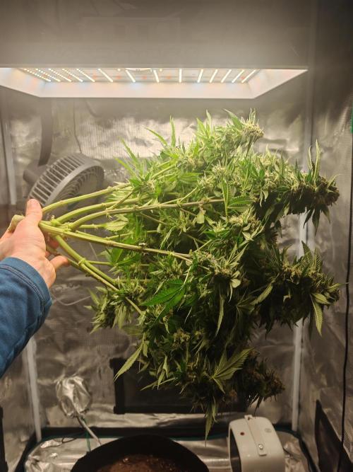 Critical Photoperiod - First Grow!. Week 15