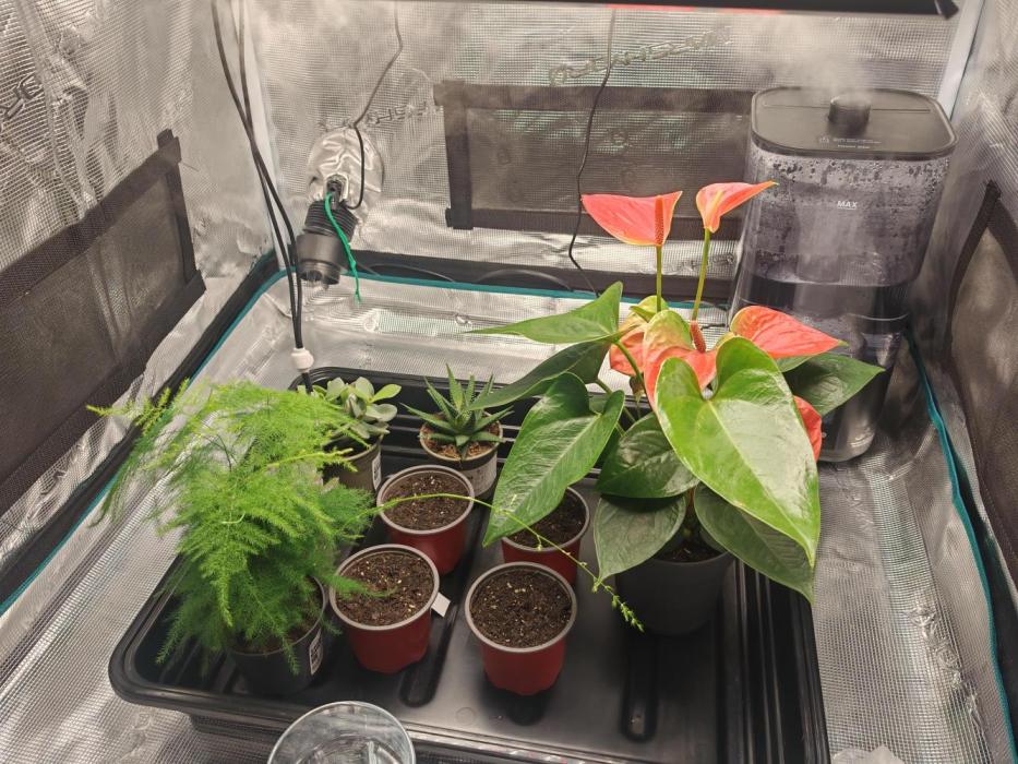 Conscious Genetics & Seedstockers. Week 0 - Seeds cracked 04/01/2026. Earliest signs of sprouting observed 07/01/2026.