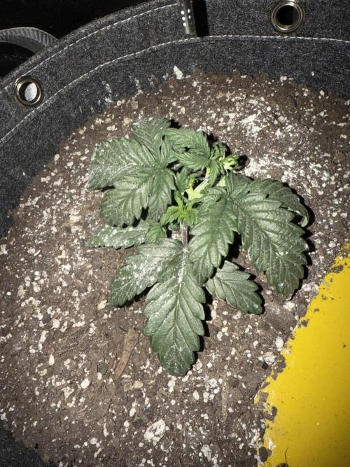 Mephisto grow. Week 3 - One Organic grow