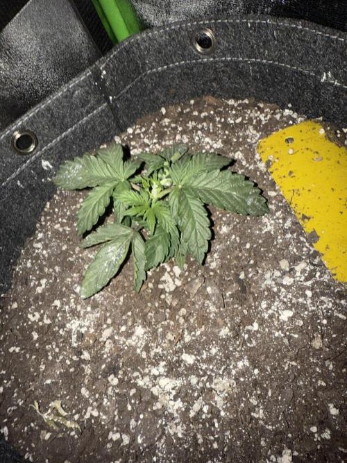 Mephisto grow. Week 3 - One synthetic grow