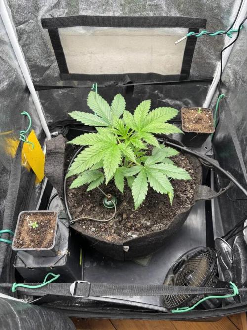 NYC Diesel von Soma Living Soil 50g/30L. Week 3