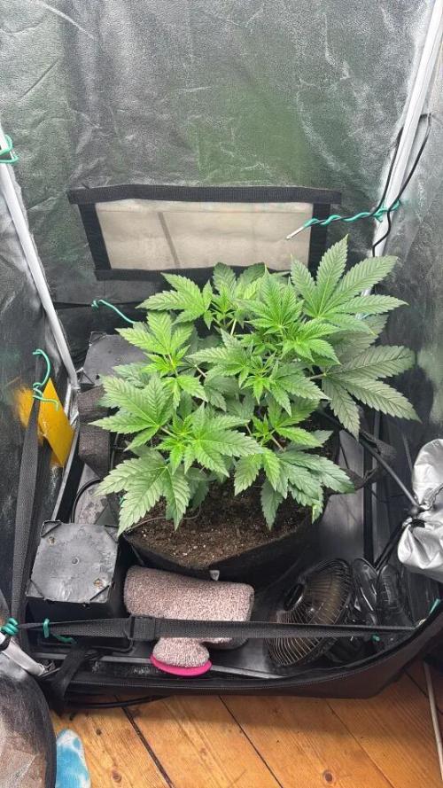 NYC Diesel von Soma Living Soil 50g/30L. Week 5