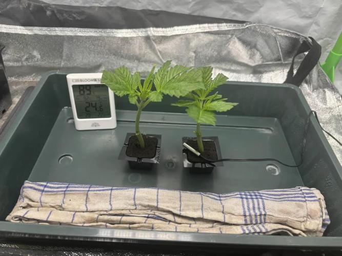 NYC Diesel von Soma Living Soil 50g/30L. Week 5