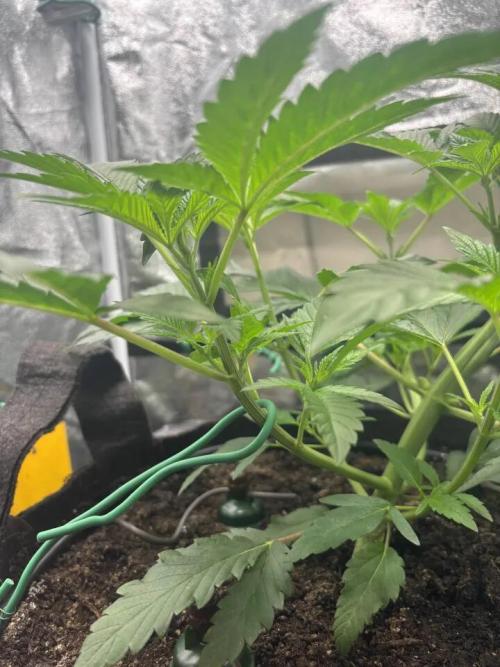 NYC Diesel von Soma Living Soil 50g/30L. Week 5