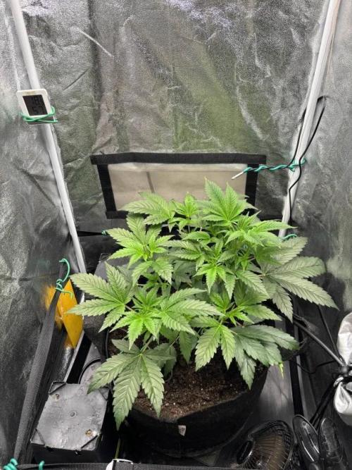 NYC Diesel von Soma Living Soil 50g/30L. Week 6