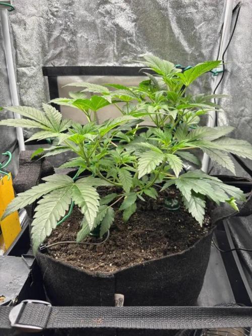 NYC Diesel von Soma Living Soil 50g/30L. Week 6