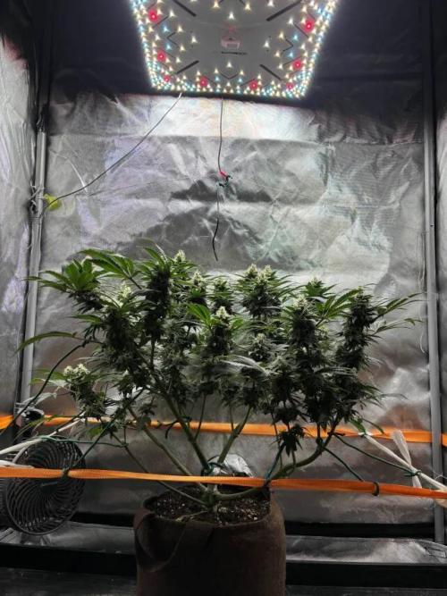 Amnesia Haze. Week 6