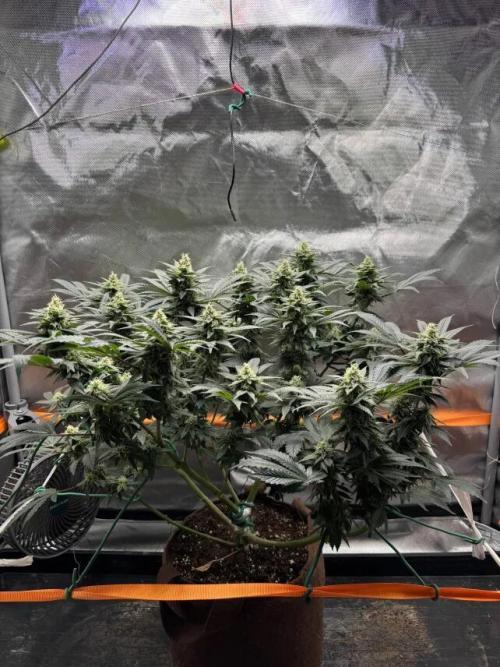 Amnesia Haze. Week 6