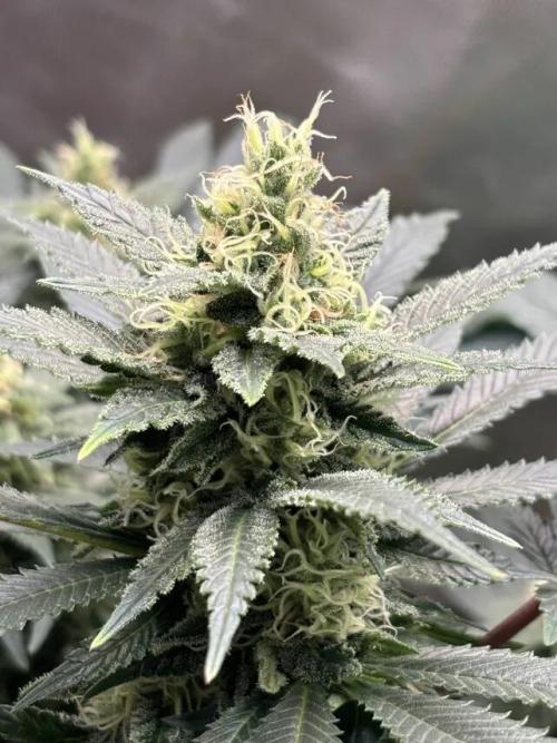 Amnesia Haze. Week 6