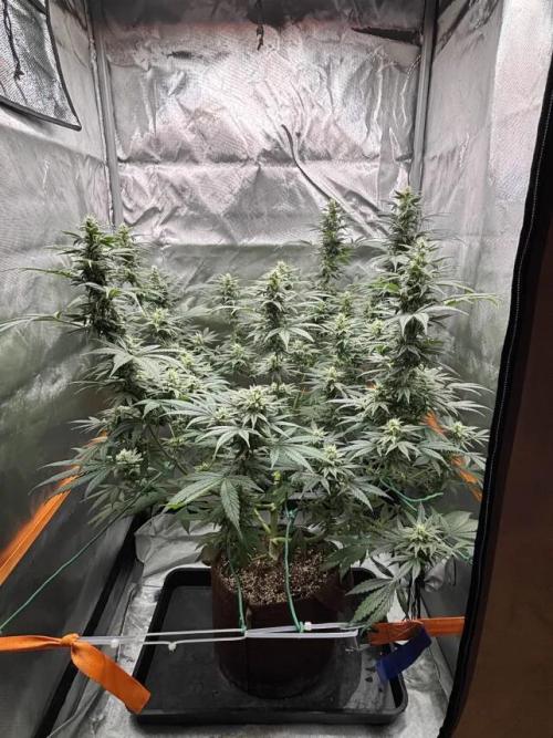 Chemdog - Sativa Phäno. Week 5
