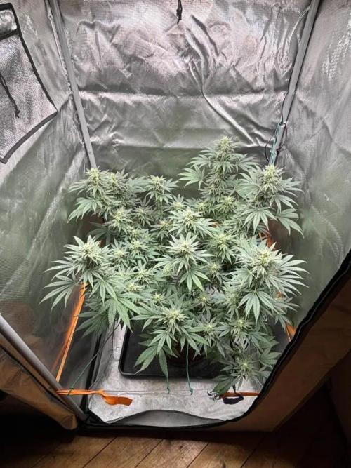 Chemdog - Sativa Phäno. Week 5