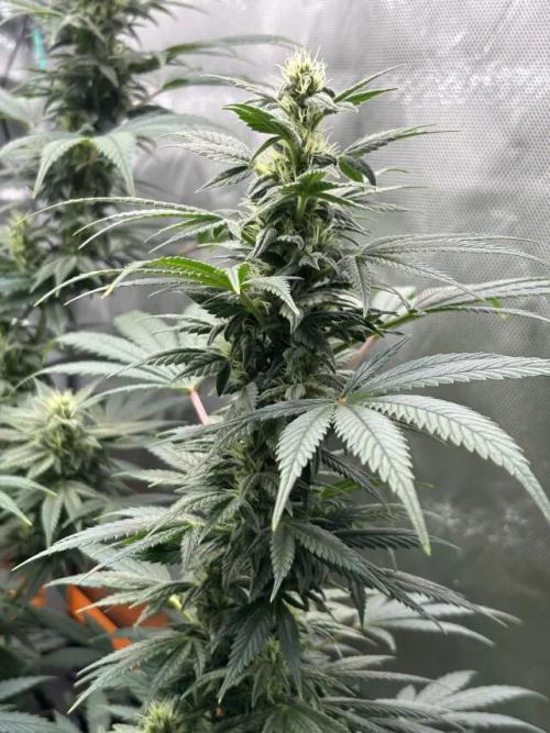 Chemdog - Sativa Phäno. Week 5