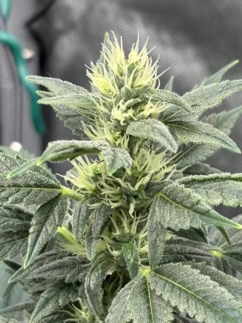 Chemdog - Sativa Phäno. Week 5