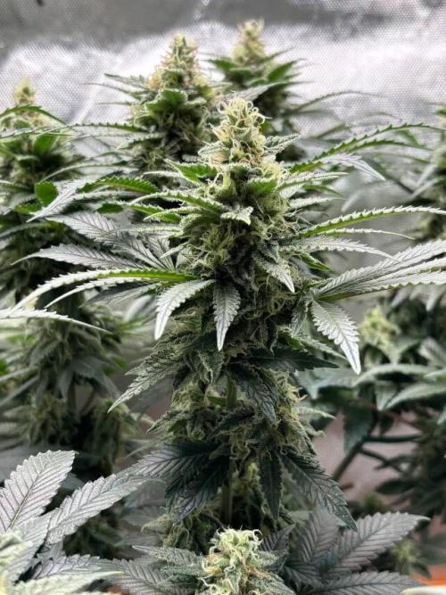 Amnesia Haze. Week 7