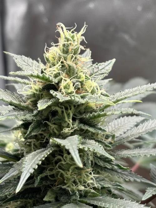 Amnesia Haze. Week 7