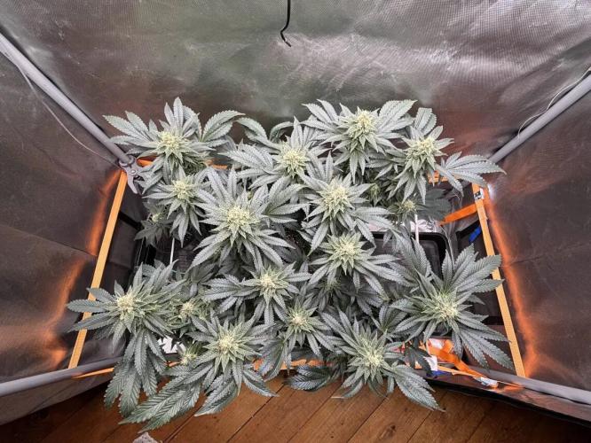 Amnesia Haze. Week 7