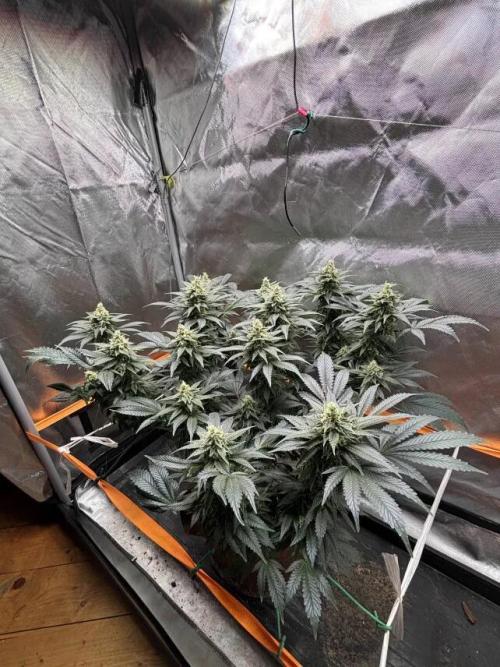 Amnesia Haze. Week 7