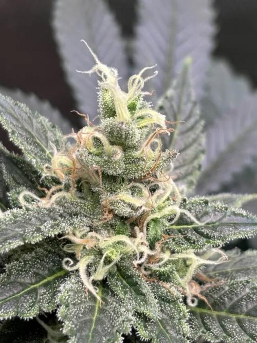 Amnesia Haze. Week 7