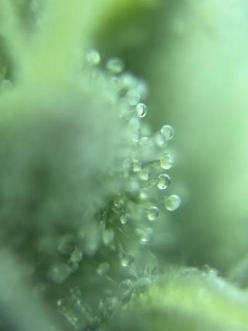 Amnesia Haze. Week 7