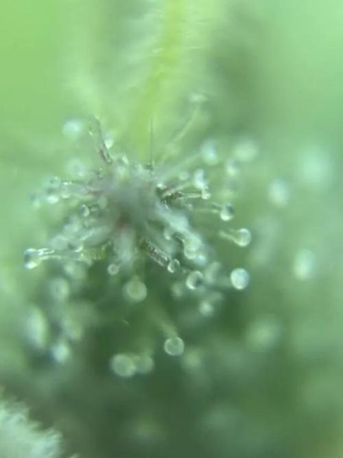 Amnesia Haze. Week 7