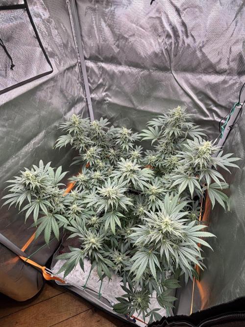 Chemdog - Sativa Phäno. Week 6