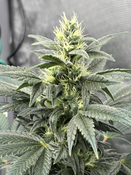 Chemdog - Sativa Phäno. Week 6