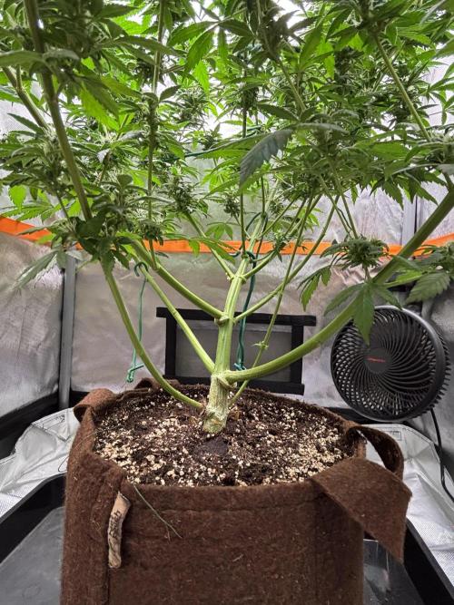 Chemdog - Sativa Phäno. Week 6