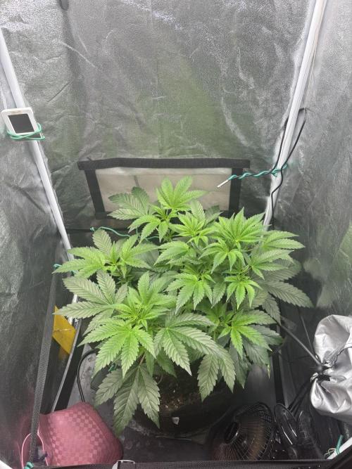 NYC Diesel von Soma Living Soil 50g/30L. Week 7