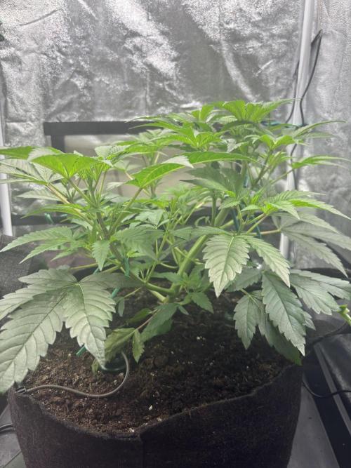 NYC Diesel von Soma Living Soil 50g/30L. Week 7