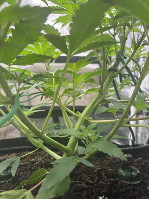 NYC Diesel von Soma Living Soil 50g/30L. Week 7