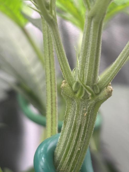 NYC Diesel von Soma Living Soil 50g/30L. Week 7