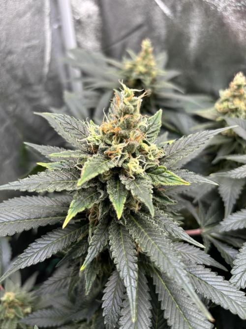 Amnesia Haze. Week 8