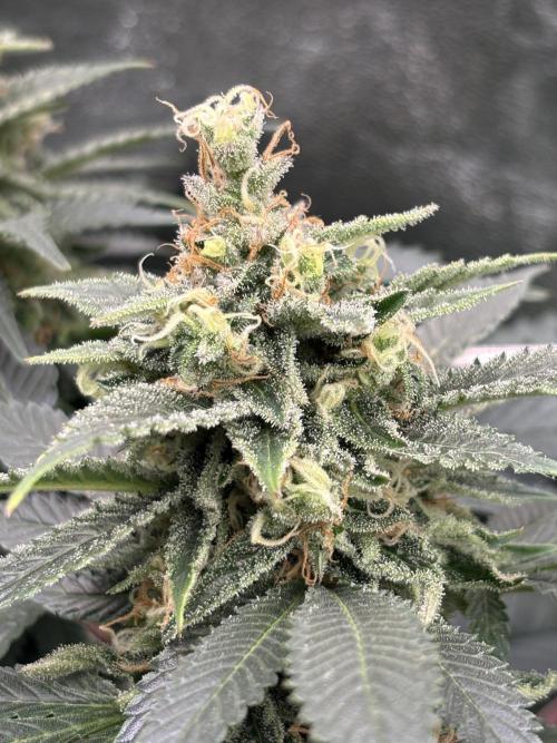 Amnesia Haze. Week 8