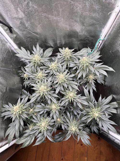 Amnesia Haze. Week 8