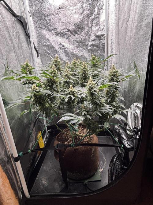 Amnesia Haze. Week 8