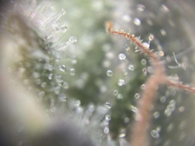 Amnesia Haze. Week 8