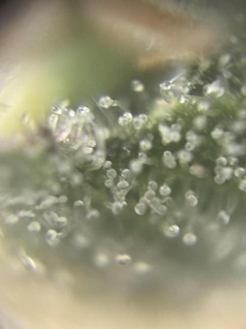 Amnesia Haze. Week 8