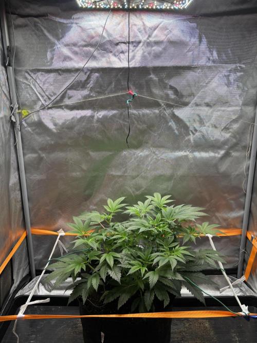 NYC Diesel von Soma Living Soil 50g/30L. Week 1