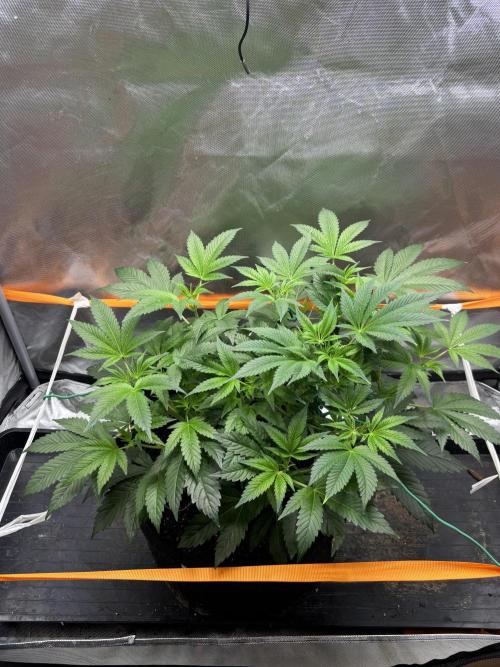 NYC Diesel von Soma Living Soil 50g/30L. Week 1