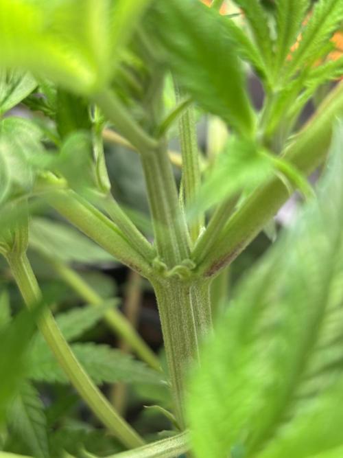 NYC Diesel von Soma Living Soil 50g/30L. Week 1