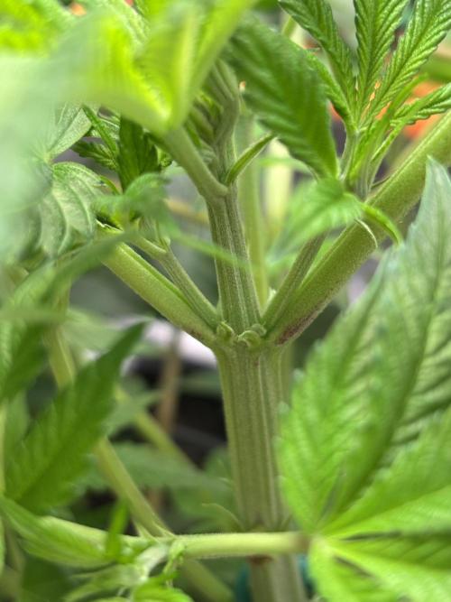 NYC Diesel von Soma Living Soil 50g/30L. Week 1